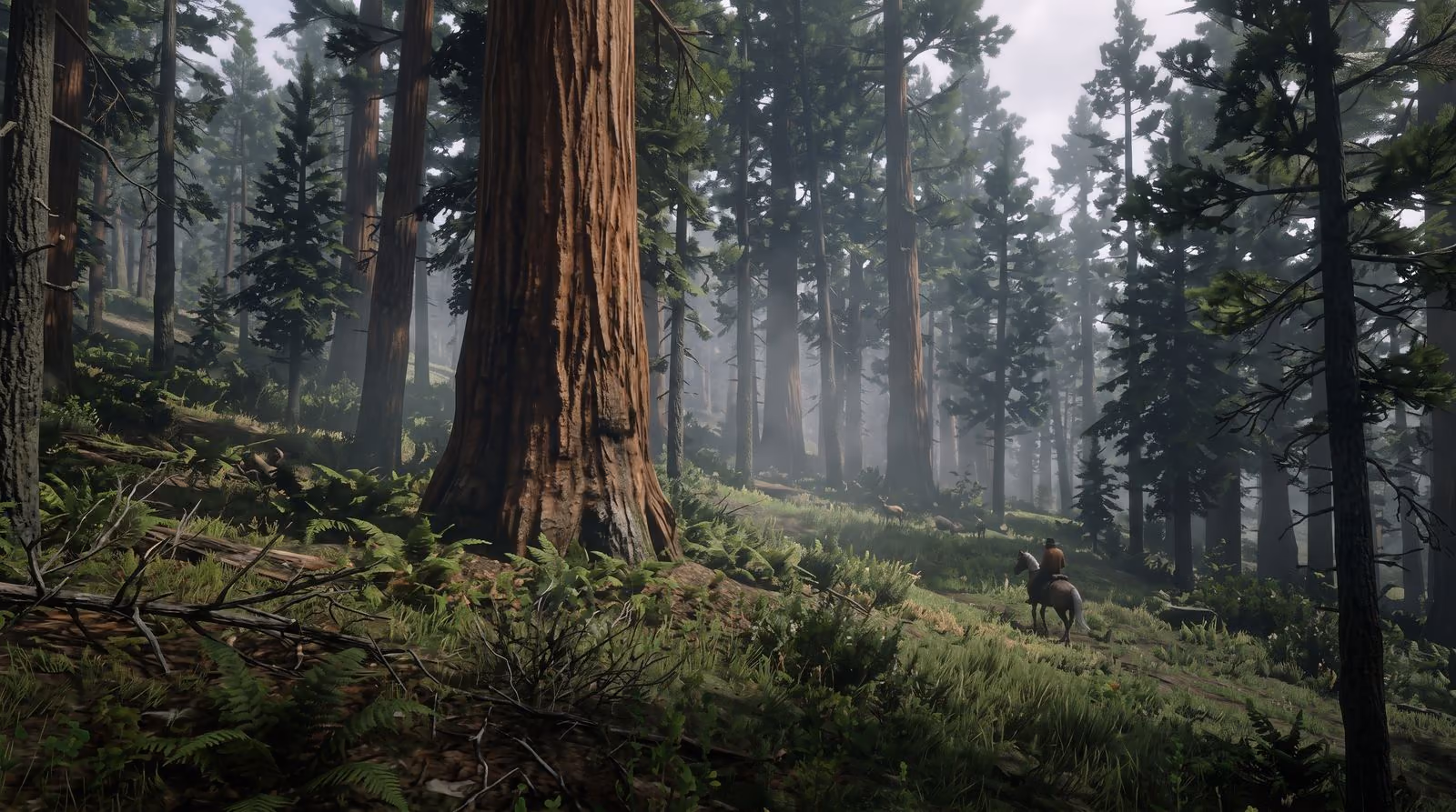 A lone rider small in the frame among giant redwood trunks, haze filling the forest behind and ferns in the foreground.